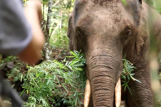 2-Day Kindred Spirit Elephant Sanctuary in Chiang Mai - Why this two-day trip feels different