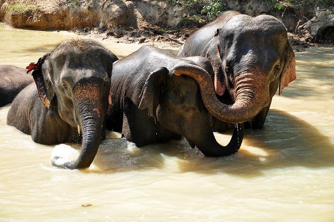 3-in-1: Doi Inthanon Tour, Elephant Sanctuary, and Trekking Trail - Why this Chiang Mai day trip works