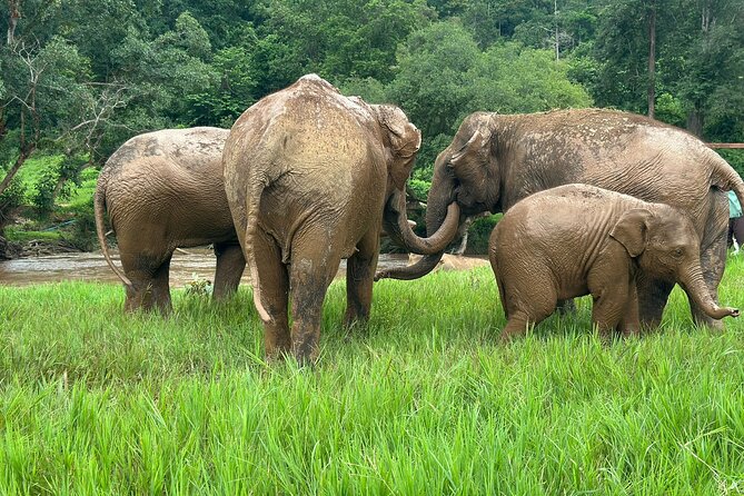 4 in 1 Elephants Long Neck Rafting and Sticky Waterfall Tour - Four useful things to know before booking