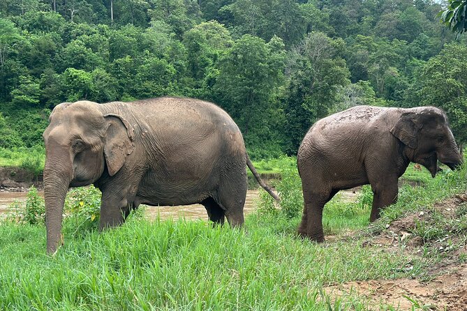 4 in 1 Elephants Long Neck Rafting and Sticky Waterfall Tour - Why this Chiang Mai day works so well