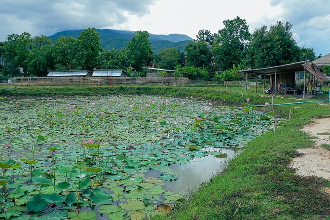 Aroidee’s Farm-Fresh Thai Cooking Experience - A good fit for families, couples, and solo visitors