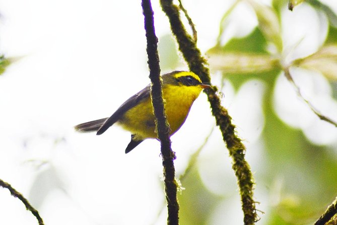 Bird Watching Doi Inthanon - The birds you may hope to see