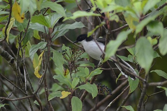 Bird Watching Doi Inthanon - What makes Joe a valuable guide