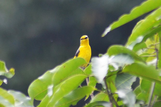 Bird Watching Doi Inthanon - Lunch and the trip back