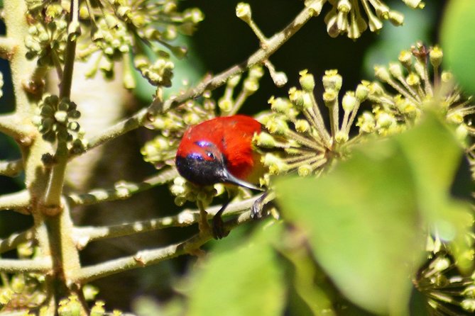 Bird Watching Doi Inthanon - Is $159 a fair price?