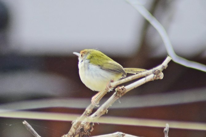 Bird Watching Doi Inthanon - What to bring and how to prepare