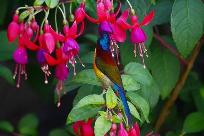 Bird Watching Doi Inthanon - Moving from mid-mountain forest to the summit
