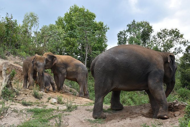 Care Pride Elephants: Full-Day Tour Experience - Why this Chiang Mai elephant day feels different