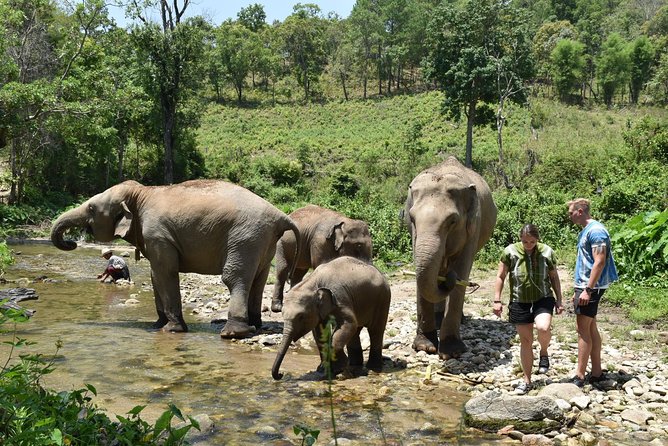 Care Pride Elephants: Full-Day Tour Experience - Lunch with a view of the sanctuary