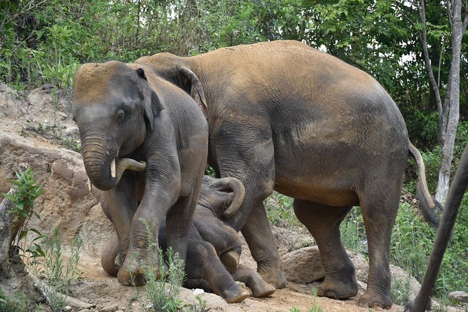 Care Pride Elephants: Full-Day Tour Experience - The mud bath and river wash