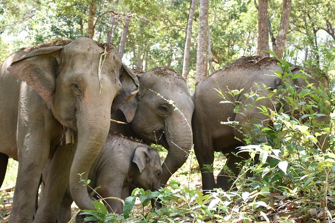 Care Pride Elephants: Full-Day Tour Experience - Group size and the value of personal attention