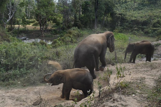 Care Pride Elephants: Full-Day Tour Experience - The 8:15 am pickup from Chiang Mai