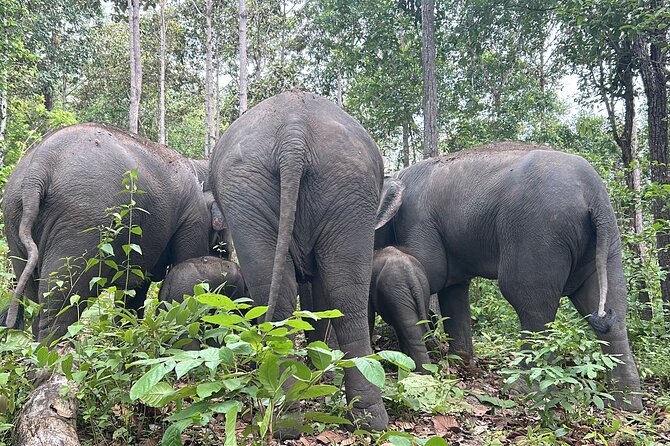 Chiang Mai 1 Day: Elephant Sanctuary, Waterfall & Bamboo Rafting - Meeting the Elephants at Doi Inthanon