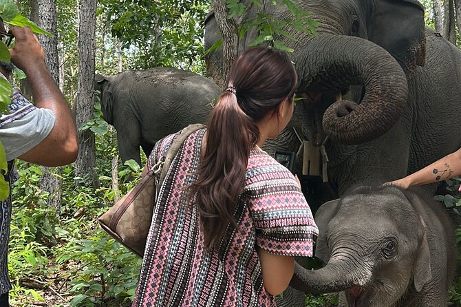 Chiang Mai 1 Day: Elephant Sanctuary, Waterfall & Bamboo Rafting - Why the $77.99 Price Makes Sense
