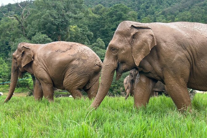 Chiang Mai 3 in 1 Zipline, Elephants and Sticky Waterfall - How the guide can shape the day