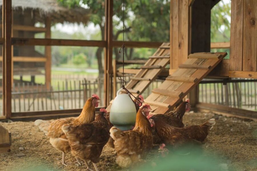 Chiang Mai: Authentic Cooking Class with Market & Farm Visit - Choosing morning, afternoon, evening, or full day