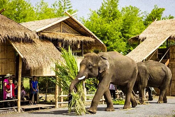 Chiang Mai Chapulin Elephant Care and Sticky Waterfall - Timing, clothing, and physical demands