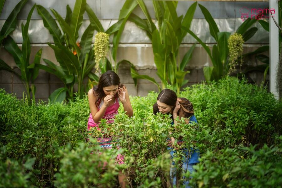 Chiang Mai: Cooking Class with Organic Farm at Mama Noi - Hotel Pickup Makes the Four Hours Simple