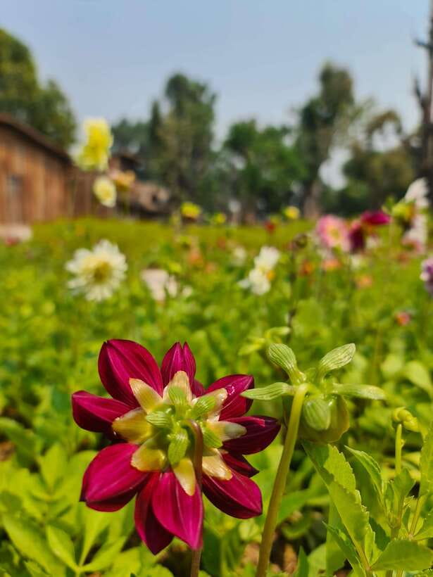 Chiang Mai: Dantewada Land of Angels & Sticky Waterfall Tour - How the five-hour day works