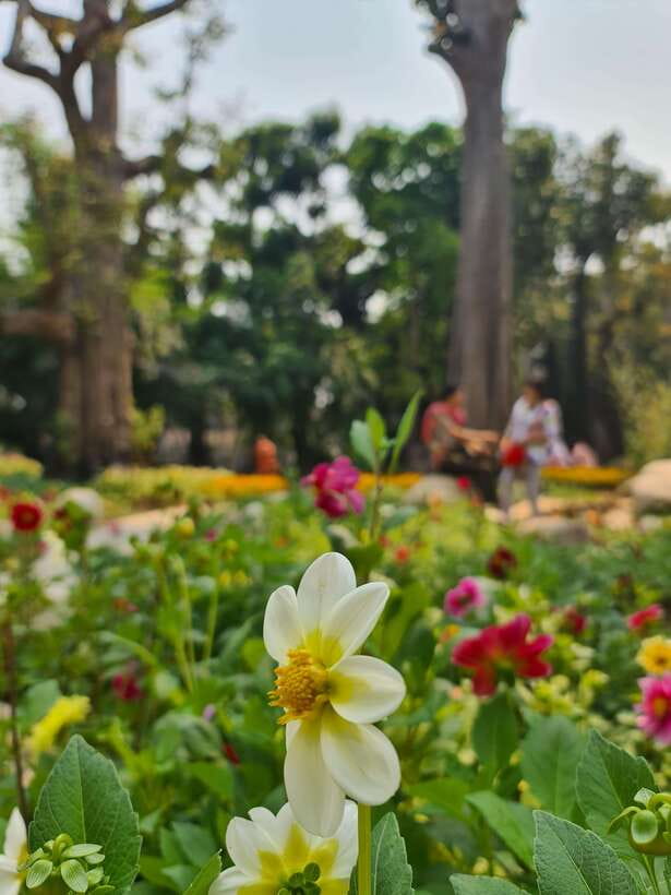 Chiang Mai: Dantewada Land of Angels & Sticky Waterfall Tour - Small groups make the waterfall easier