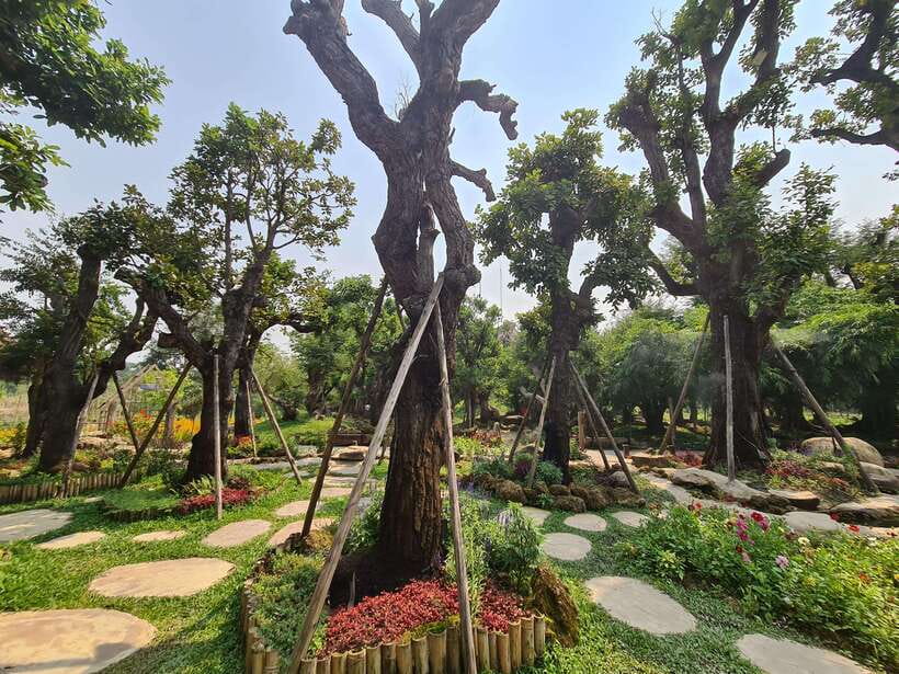 Chiang Mai: Dantewada Land of Angels & Sticky Waterfall Tour - Should you book it?