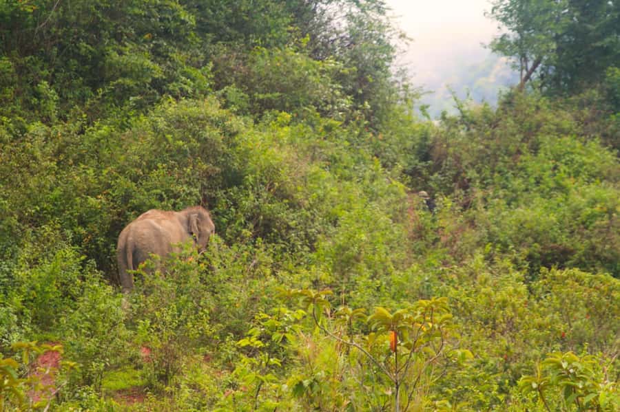 Chiang Mai: Day for Elephant Observation Only Half-day Trip - Key points to know before you book