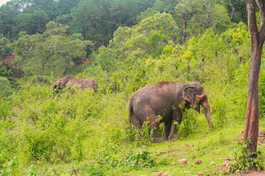 Chiang Mai: Day for Elephant Observation Only Half-day Trip - Preparing food instead of touching elephants