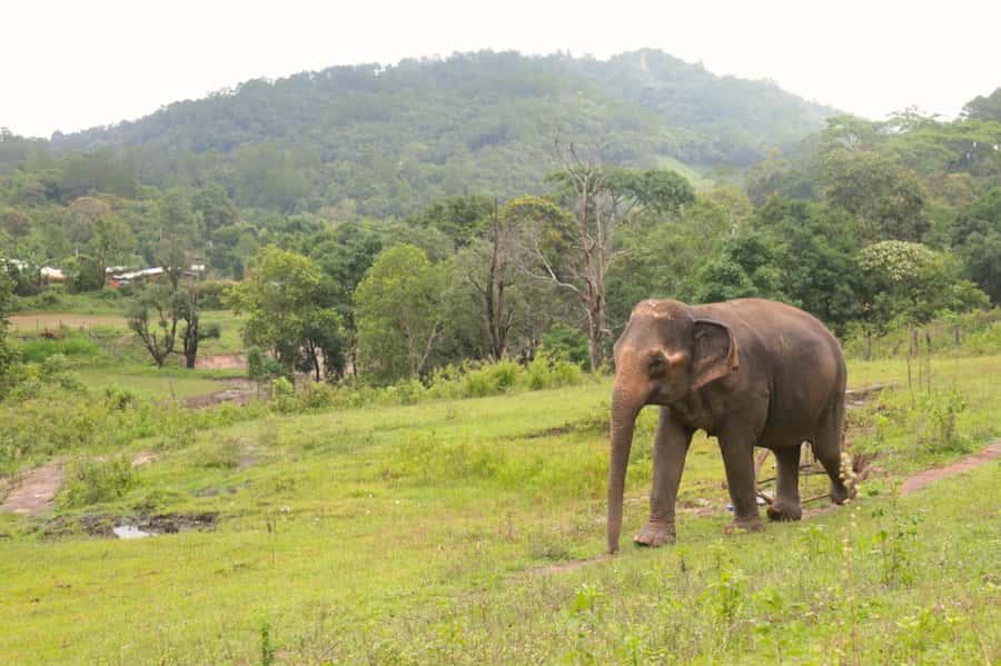 Chiang Mai: Day for Elephant Observation Only Half-day Trip - The full schedule from Chiang Mai