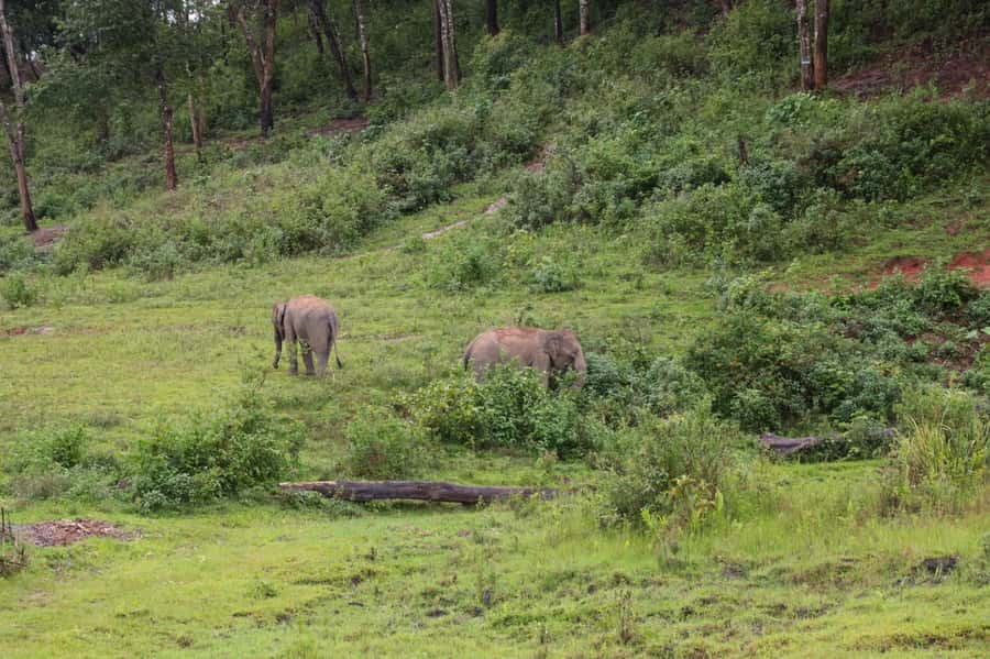 Chiang Mai: Day for Elephant Observation Only Half-day Trip - Is $46 a fair price?