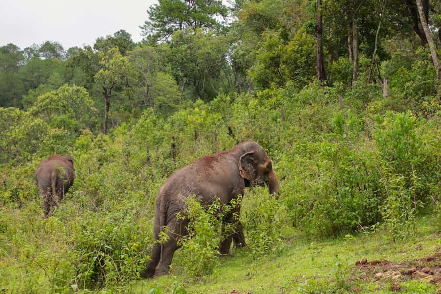 Chiang Mai: Day for Elephant Observation Only Half-day Trip - Who should choose this sanctuary