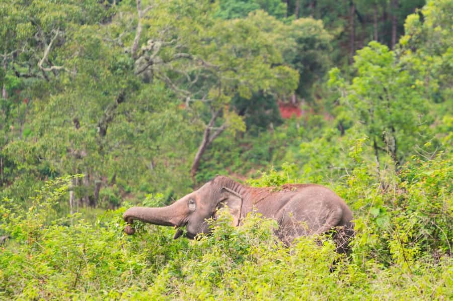Chiang Mai: Day for Elephant Observation Only Half-day Trip - Practical details that can make the day better