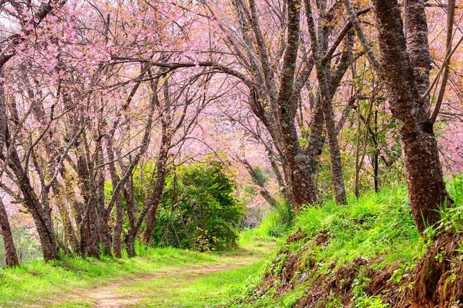 Chiang Mai - Doi Inthanon Full day Tour - Reaching the highest point of Thailand
