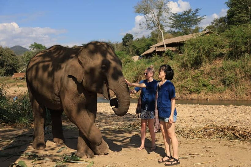 Chiang Mai: Doi Inthanon Hiking & Elephant Sanctuary Program - Who should choose this Chiang Mai tour?