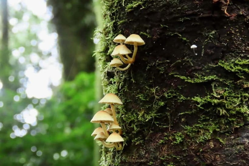 Chiang Mai: Doi Inthanon National Park and Kew Mae Pan Tour - Ending at Wachirathan Waterfall