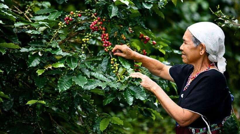 Chiang Mai: Doi Inthanon National Park Sightseeing Only - Reaching Doi Inthanon from Chiang Mai