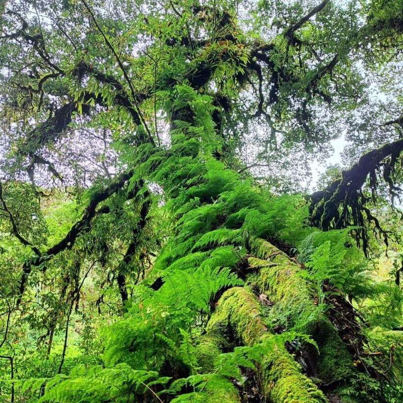 Chiang Mai: Doi Inthanon National Park & Waterfall Day Tour - The Ang Ka trail and its cool forest air