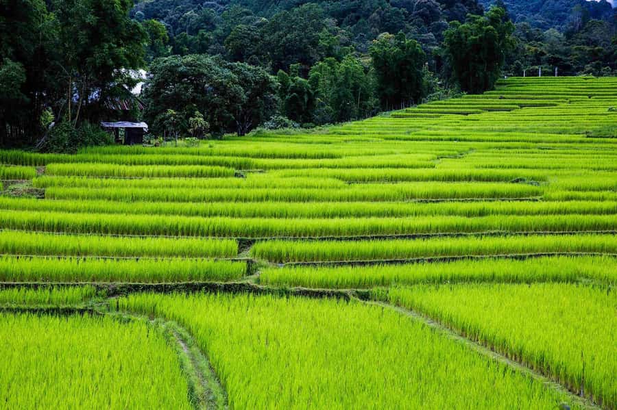 Chiang Mai: Doi Inthanon National Park, Waterfall & Lunch - The King and Queen Pagodas
