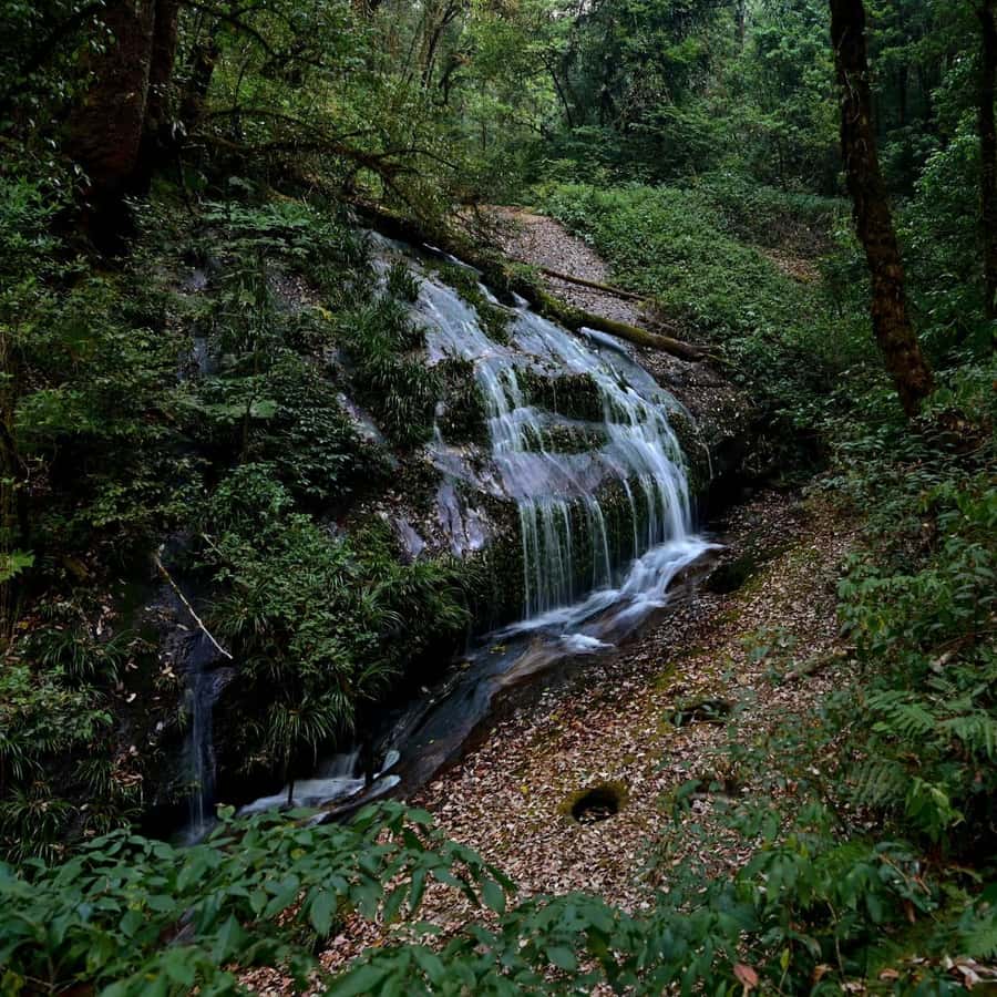 Chiang Mai: Doi Inthanon National Park, Waterfall & Lunch - How much walking is really involved?