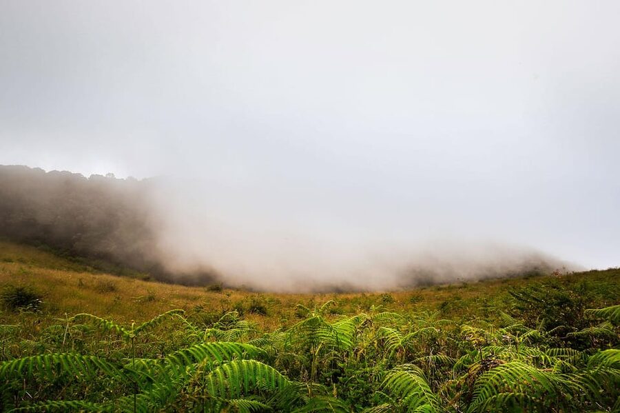 Chiang Mai: Doi Inthanon National Park, Waterfall & Lunch - Price, inclusions, and what to check