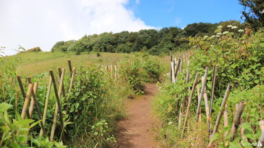 Chiang Mai: Doi Inthanon Park Day Trip with Kiw Mae Pan Hike - Key points to know before booking