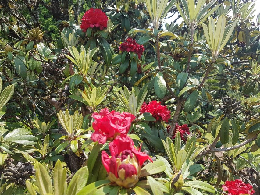 Chiang Mai: Doi Inthanon Park Day Trip with Kiw Mae Pan Hike - Hmong and Karen communities add human context