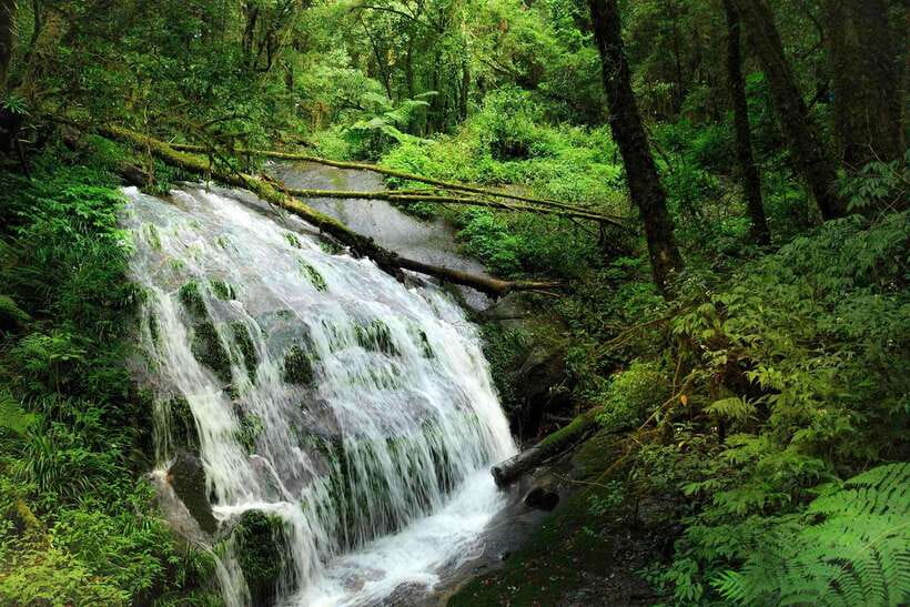 Chiang Mai: Doi Inthanon Park Tour & Kew Mae Pan Trail Hike - Kew Mae Pan Trail: beautiful, demanding, and seasonal