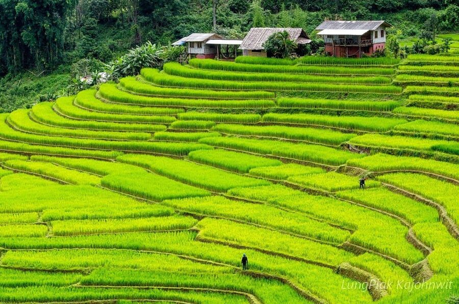 Chiang Mai Doi Inthanon Park Waterfall Pure Sightseeing Tour - Meeting Hmong farmers at the hilltribe market