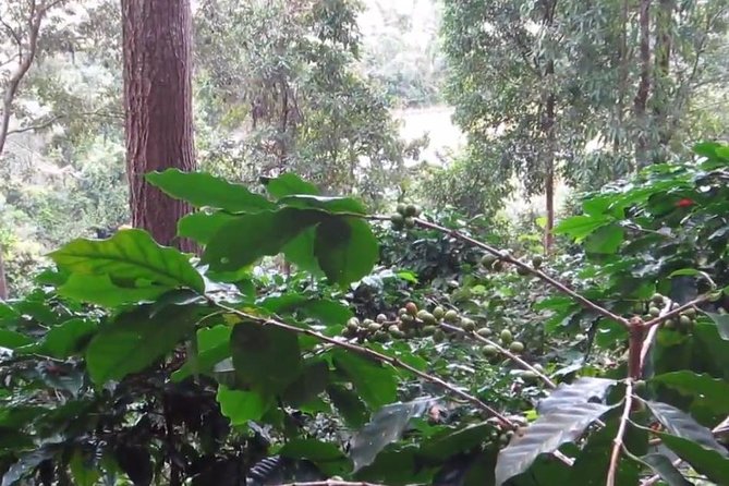 CHIANG MAI: Doi Inthanon-Trekking Pha Dok Seaw-Waterfall-Lunch - Coffee at a Karen farm