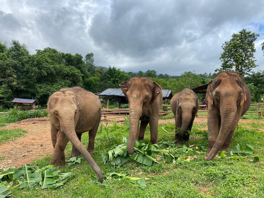 Chiang Mai: Elephant Dream Project Sanctuary - Half-Day - Key points to know before booking