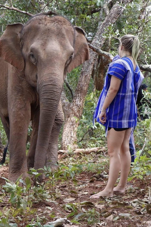 Chiang Mai: Elephant Dream Project Sanctuary - Half-Day - Feeding time with enormous appetites