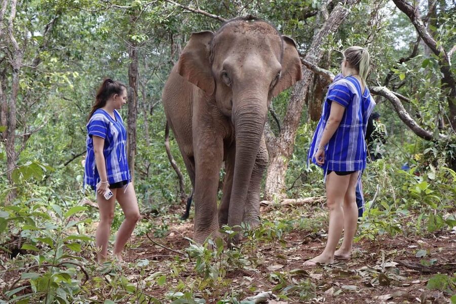 Chiang Mai: Elephant Dream Project Sanctuary - Half-Day - Walking through the jungle at elephant speed
