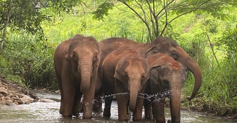 Chiang Mai: Elephant Dream Project Sanctuary - Half-Day - Local caretakers and the project’s bigger purpose