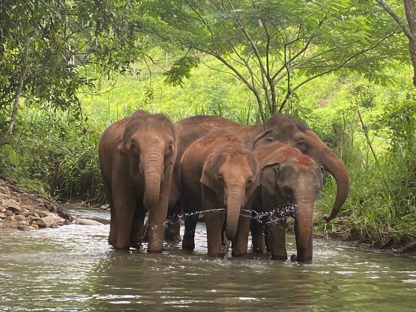 Chiang Mai: Elephant Dream Project Sanctuary - Half-Day - Lunch, fruit, and the trip back