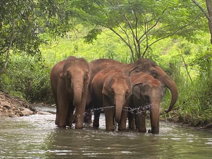 Chiang Mai: Elephant Dream Project Sanctuary - Half-Day - Price and overall value at $51